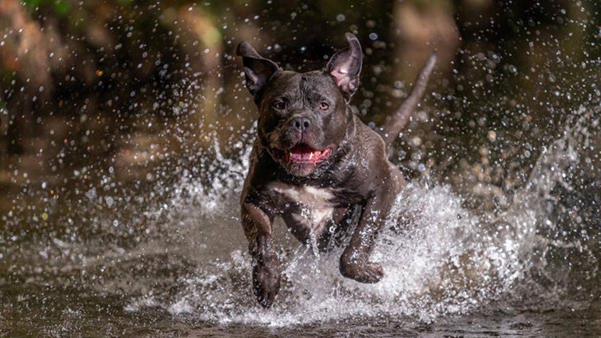 Çocuğa köpek saldırdı, İngiliz hükümeti harekete geçti!