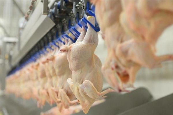 Tavuk etine rağbet! Üretim yüzde 3,3 arttı