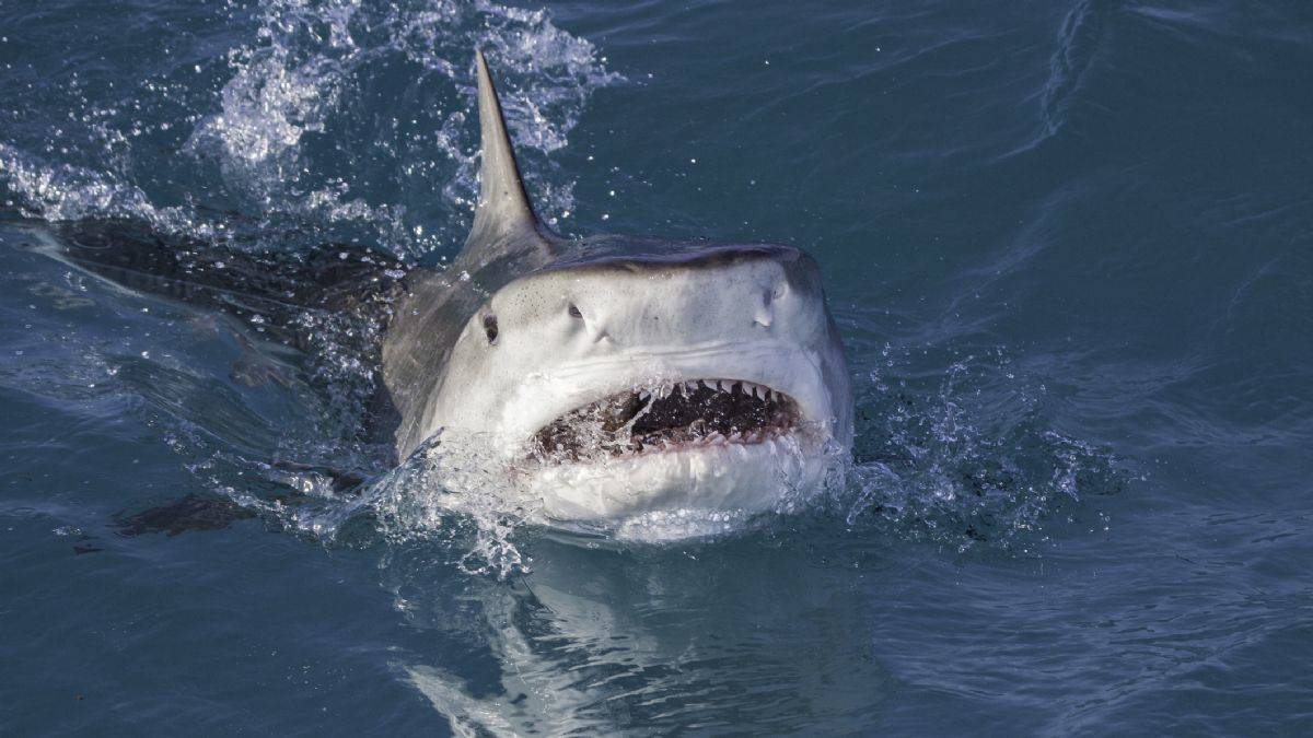 Mısır'da köpekbalığı saldırısı! Kolunu kopardı