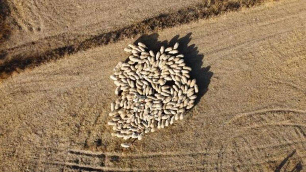 25 bin liraya çoban bulunamıyor; sıkıntı büyük