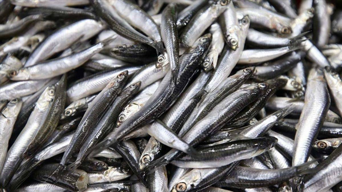 '1 günde yüzde 150 kar'; Hamsi avlamadılar