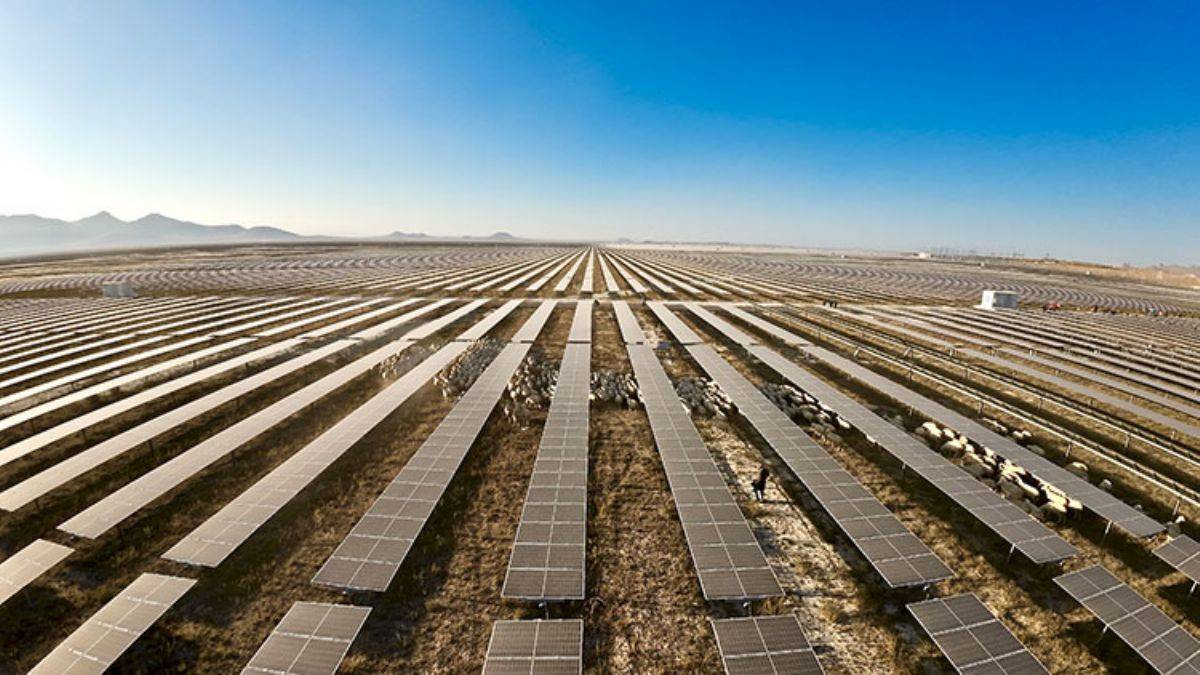 Avrupa'nın en büyük Güneş Enerjisi Santrali'nde otlatma