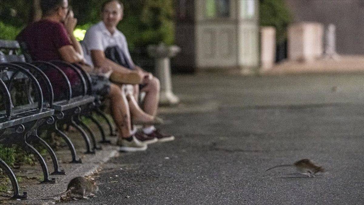 İspanya'da fare öldürene hapis cezası!