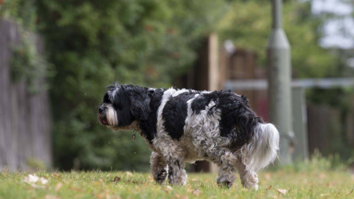 Binlerce hayvan terkediliyor ama başıboş değil