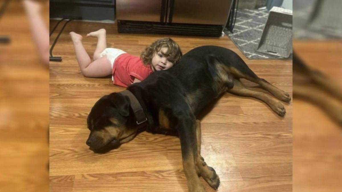 Kayıp çocuk ormanda köpeğini 'yastık yapmış' uyurken bulundu