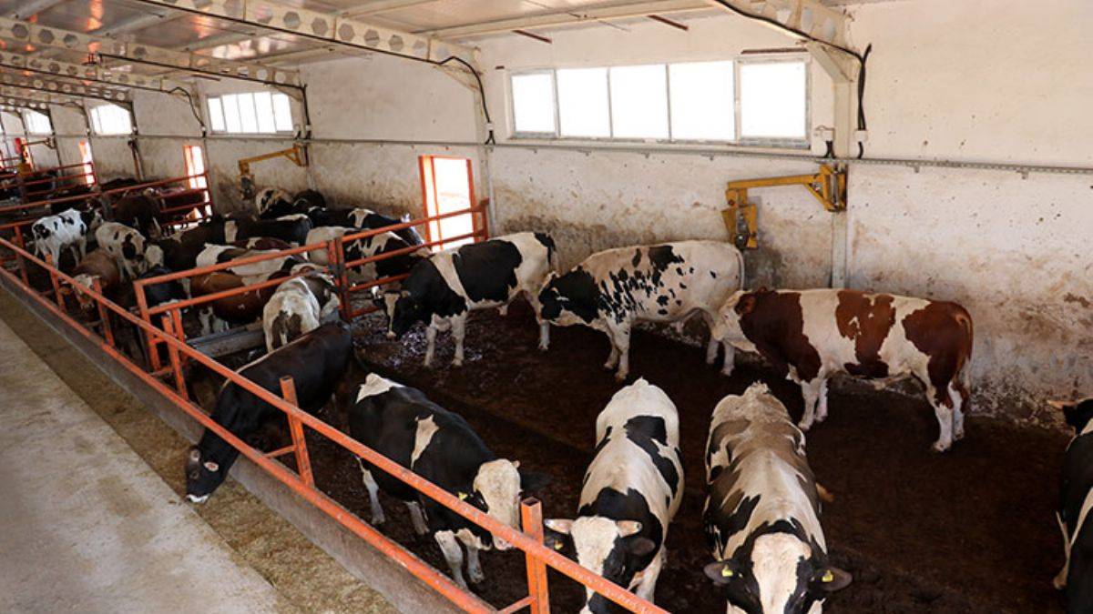 Sivaslı öğretmen TKDK desteğiyle çiftlik kurdu