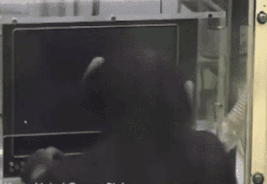 Şempanzenin hafıza oyunu