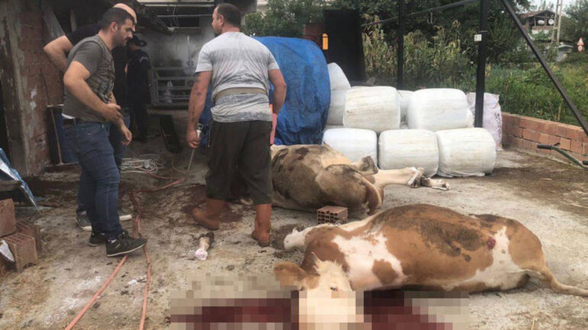 Miras kavgasında büyükbaş hayvan katliamı