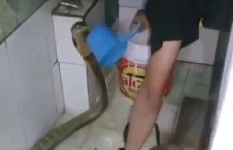 Maşrapa ile kobra yılanı yıkayan adam