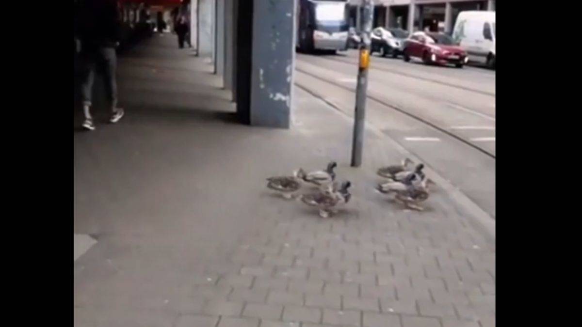 Kırmızıda bekleyen yeşilde geçen ördekler