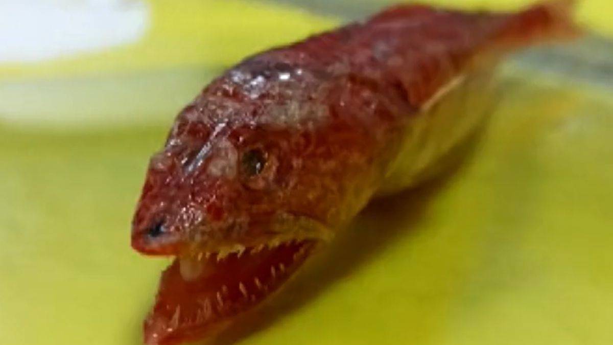 Kızıldeniz'deydi, ilk kez Akdeniz'de görüldü