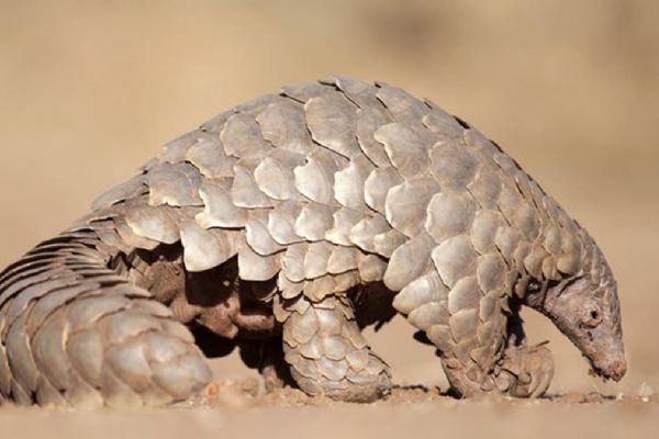 Nesli tehdit altındaydı: Pangolinlerin yeni bir türü keşfedildi