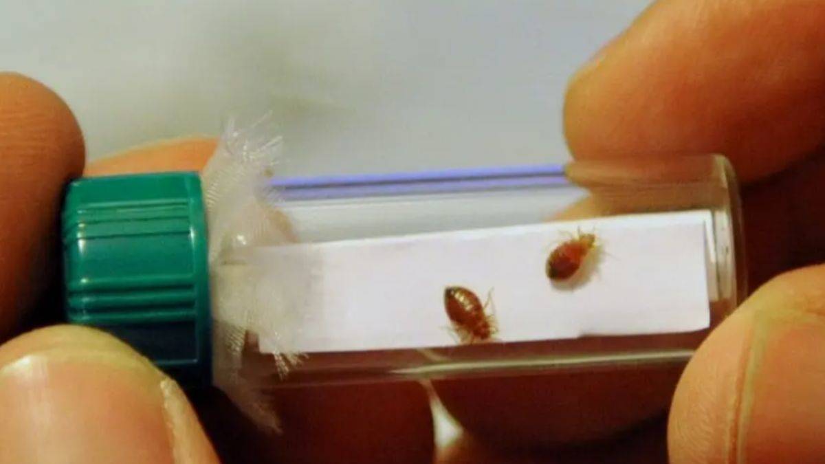 Paris'te sinema ve metrolarda tahtakurusu alarmı