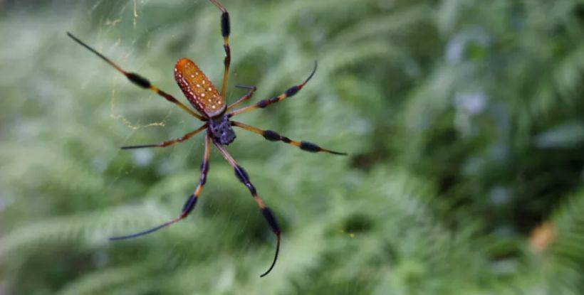 Ereksiyon soruruna çözüm için 'Muz Örümceği' zehrinden ilaç üretme çalışmalarında sona gelindi