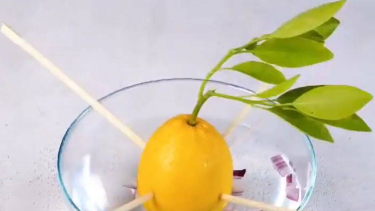 En pratik limon ağacı üretimi