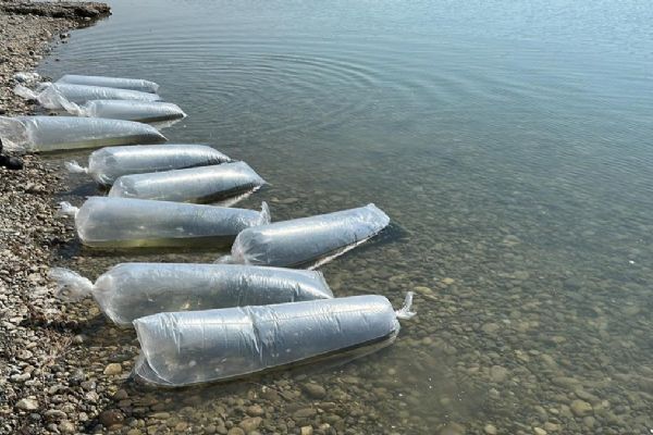 7 milyondan fazla balık Atatürk Barajı'na bırakıldı
