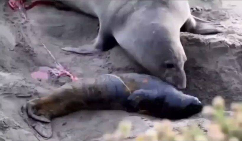 Ölü sandığı yavrusu canlandı, anne  deniz fili böyle sevindi