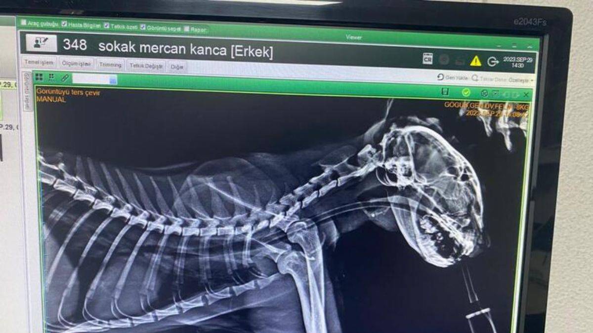 Boğazına 3 olta iğnesi takılan kediye operasyon