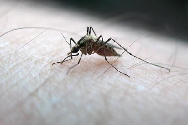 Etiyopya'da sıtma ölümleri artıyor: 36 can kaybı