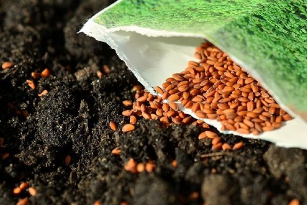 Dünyada adından söz ettiriyor! Tohumculuk sektörünün hedefi: Pazar payını arttırmak