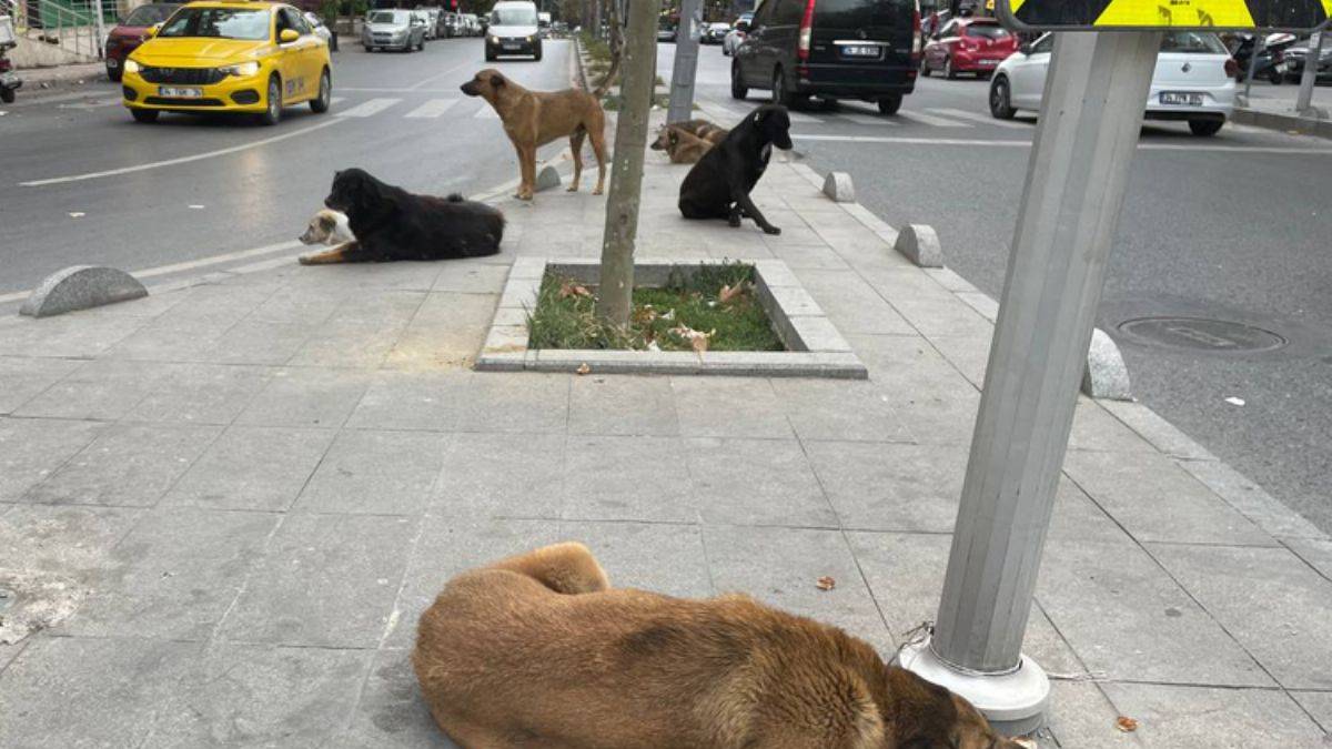 İstanbul'un milyonluk ilçesi başıboş köpeklere teslim