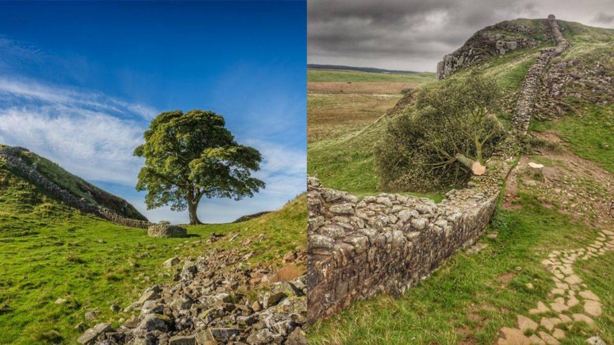 300 yıllık tarihi ağaç kesildi! Dünya üzgün...