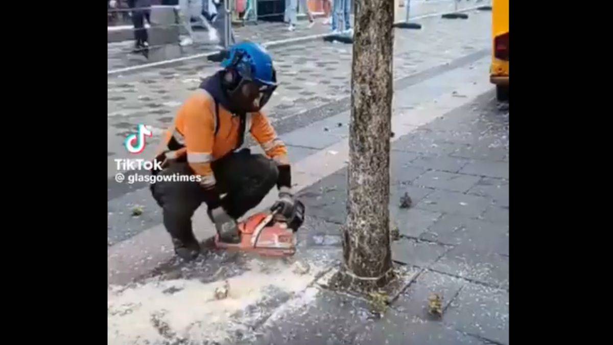 5-G için ağaçlar kökünden kesiliyor