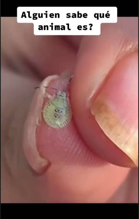 Bill Gates'in Böcekleri