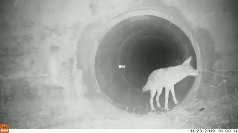 Çakal ile Porsuk'un dostluğu