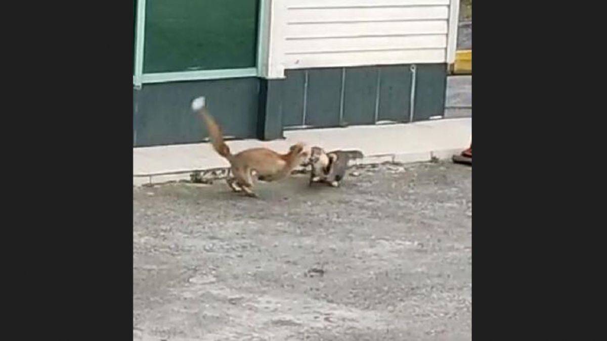 Tilki ile kedinin ekmek kavgasında kedi kazandı