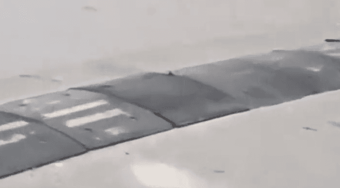 “Kuşlar aleminin en zeki üyesi” karga