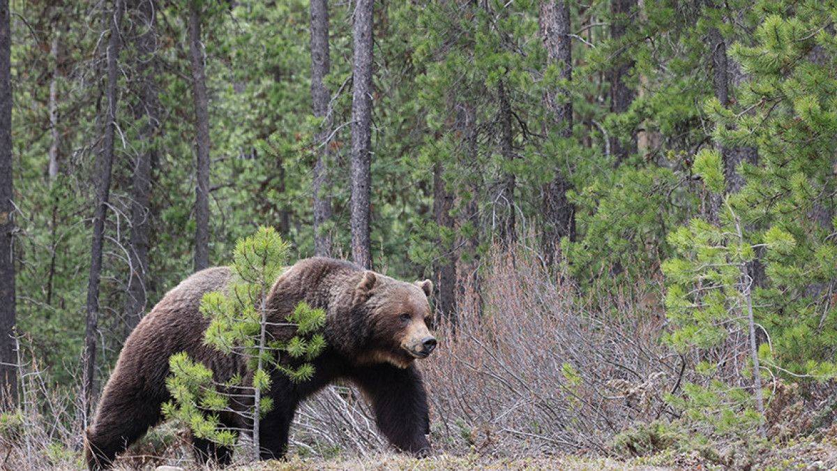 Kanada'da ayı saldırısına uğrayan çift öldü