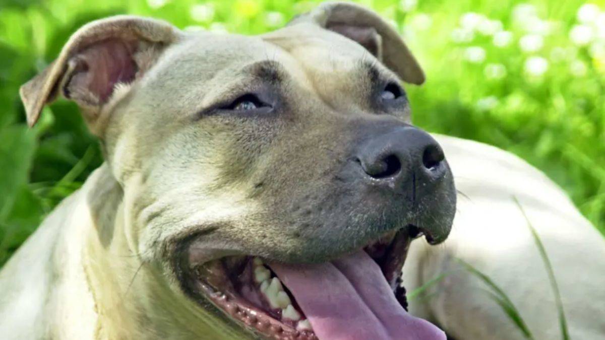 Avusturya'da köpeğin saldırdığı kadın öldü