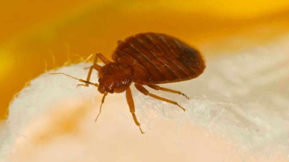 Fransa'da tahtakurusu okul kapattırdı