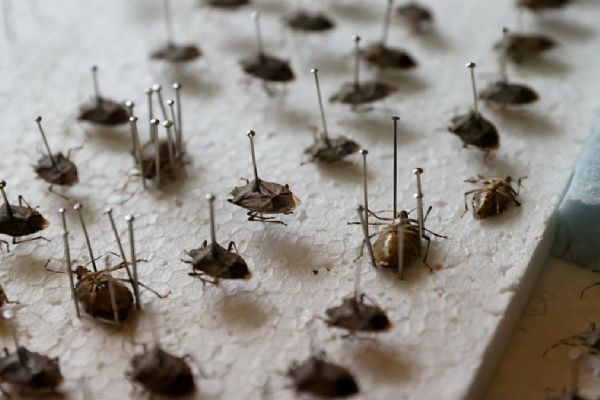 'Kahverengi kokarca' için Türkiye'ye 'samuray arıcığı' getirildi