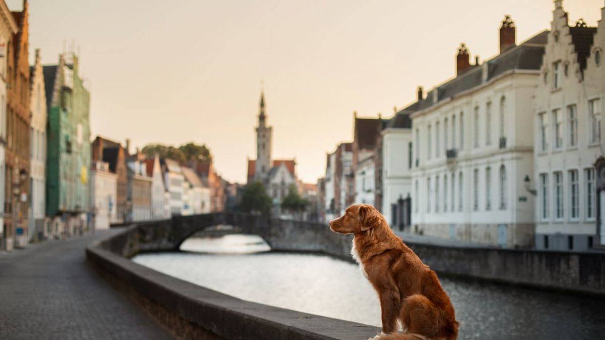 Almanya'da rekor köpek vergisi