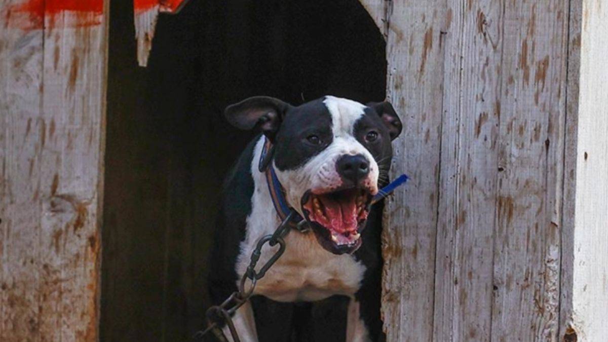 Pitbull saldırısından sonra bacağı kesilmişti, davada yeni gelişme