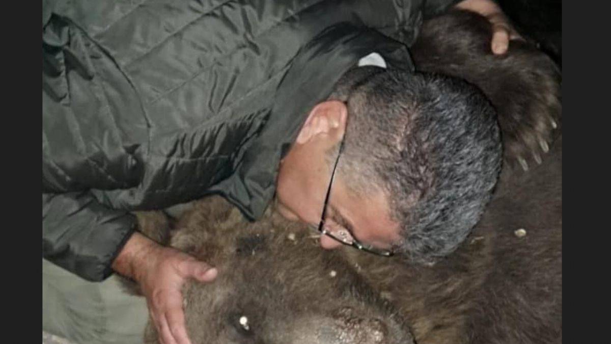 TIR'ın çarptığı ayıya sarılan ormancı gündem oldu