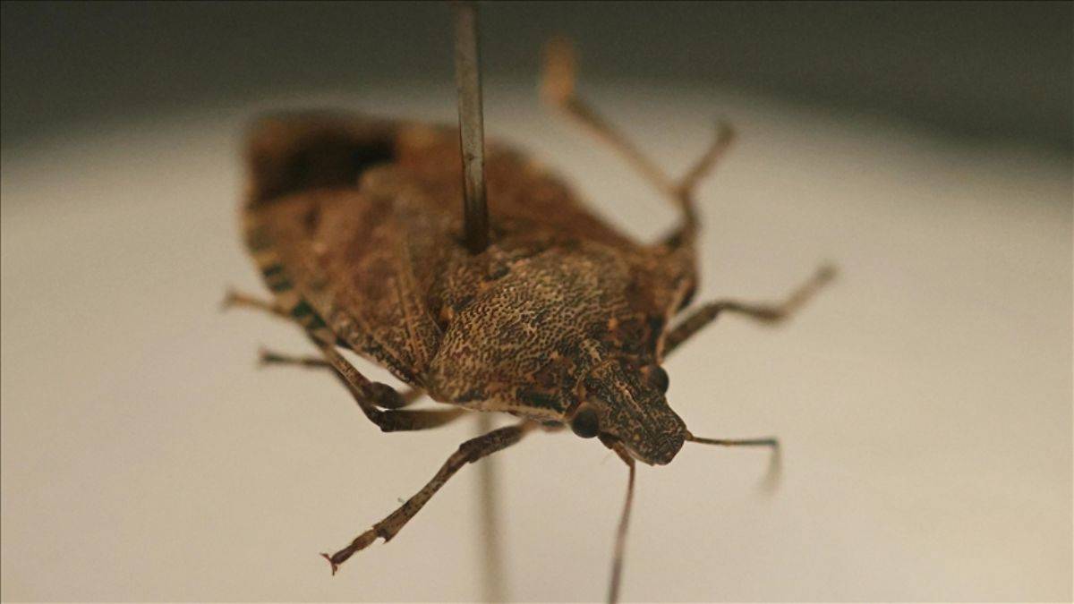 'Bu böceği gördüğünüz yerde öldürün'