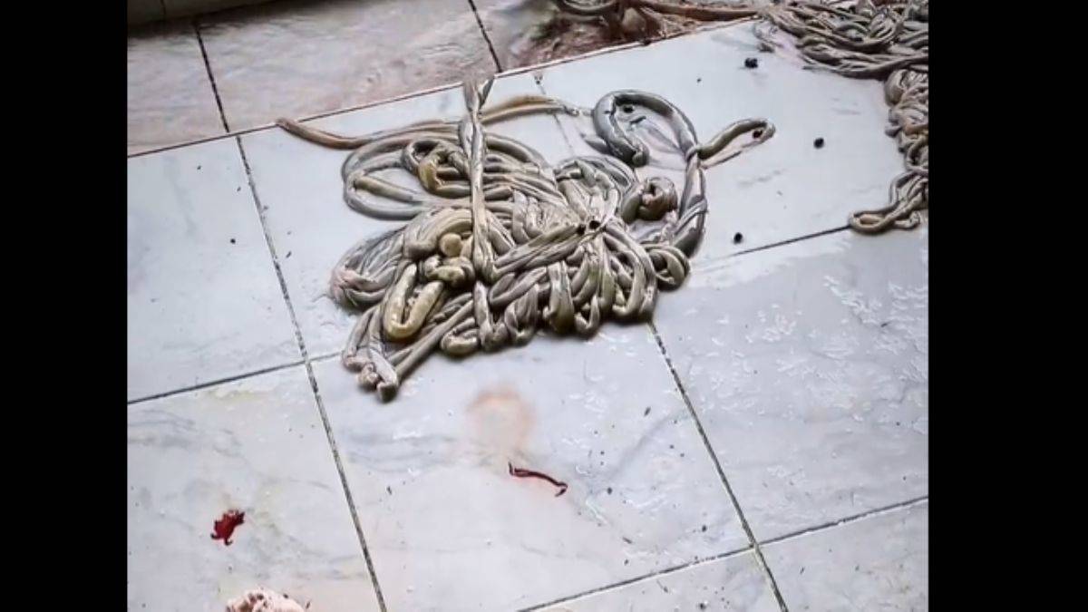 Kokoreç üretimi yapılan yerden görüntüler