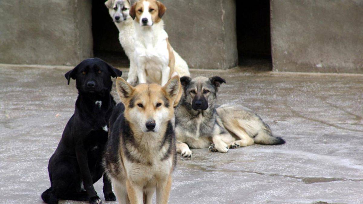 TBMM'ye en çok şikayet 'başıboş köpekler'; ilginç dilekçeler