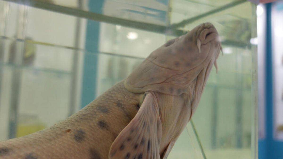 Dünyanın en nadir canlılarından leopar sazanı aranıyor