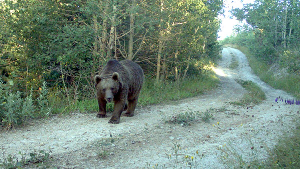 Ayı saldırısına karşı 'yüksek ses' uyarısı