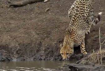 Timsahın müthiş av anı