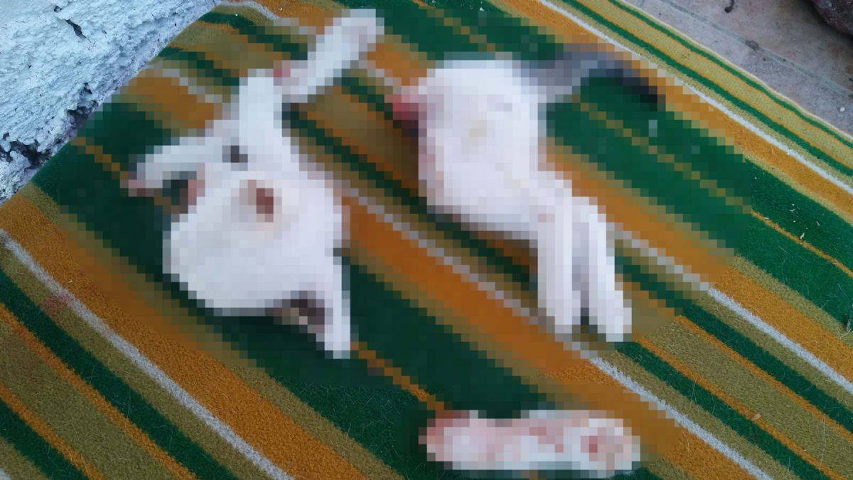 Yavru kedileri keserek öldürdü: 'Kasabım, profesyonelce hallettim'