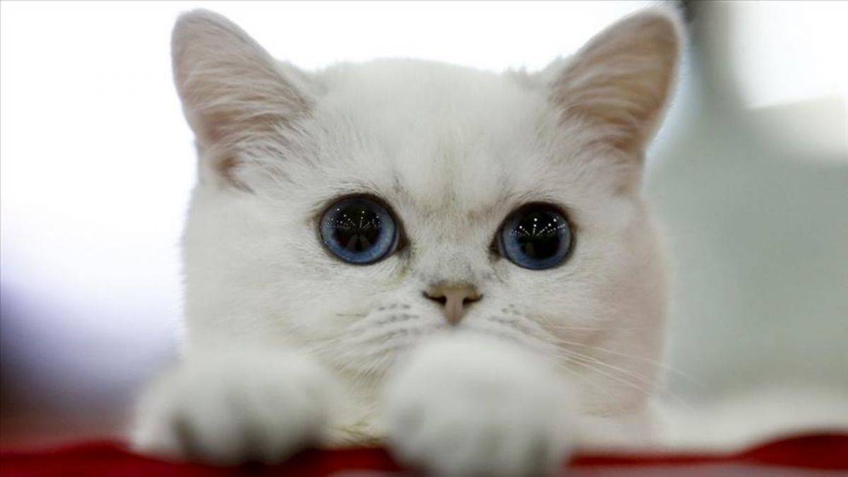 Kedilerin 276 farklı yüz ifadesi keşfedildi