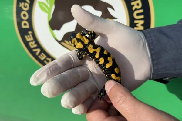 Nesli tehdit altında: Kahramanmaraş'ta görüldü