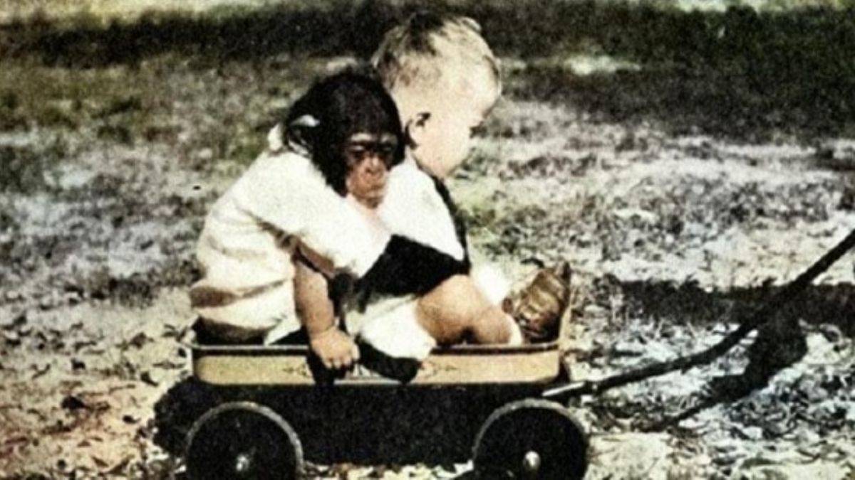 Şempanzeyle 'kardeş gibi' yaşadı, sonları çok acı oldu