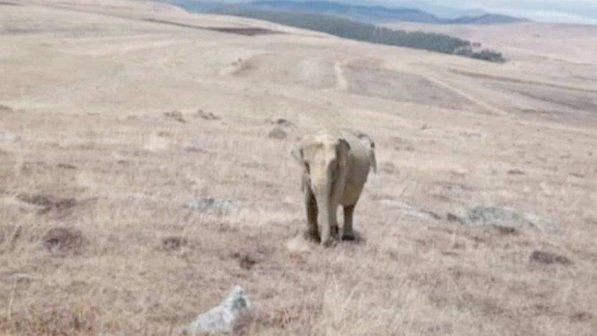 Ardahan’da fil alarmı: Jandarma arazide fil arıyor