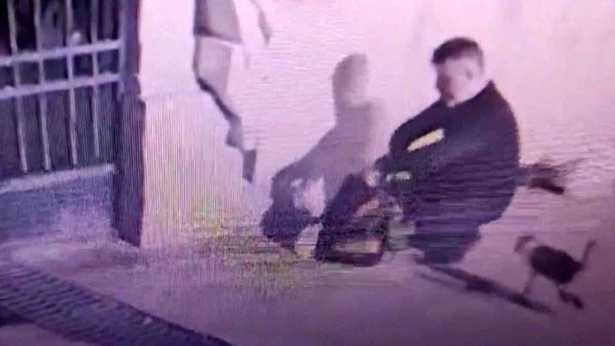 Fatih'te kedileri öldürdüğü öne sürülen şüpheli tutuklandı